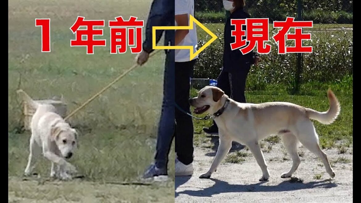 しつけ教室に一年通い、ゆるやかに成長するラブラドールレトリバー