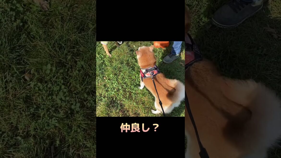 【閃光のハサウェイ】いきなりそれはビビるw柴犬りぼん #shorts