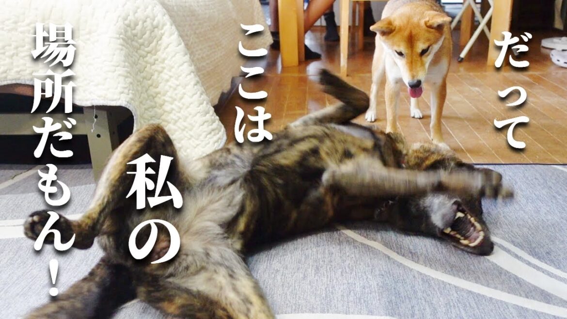 冷感マットを独り占めしたくて駄々をこねる甲斐犬と進入したい柴犬【甲斐犬・柴犬】