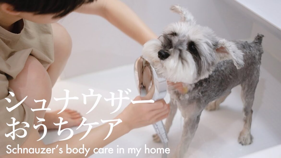 なぜかお風呂上がり飼い主に突進してくる犬【シュナウザージジトト】