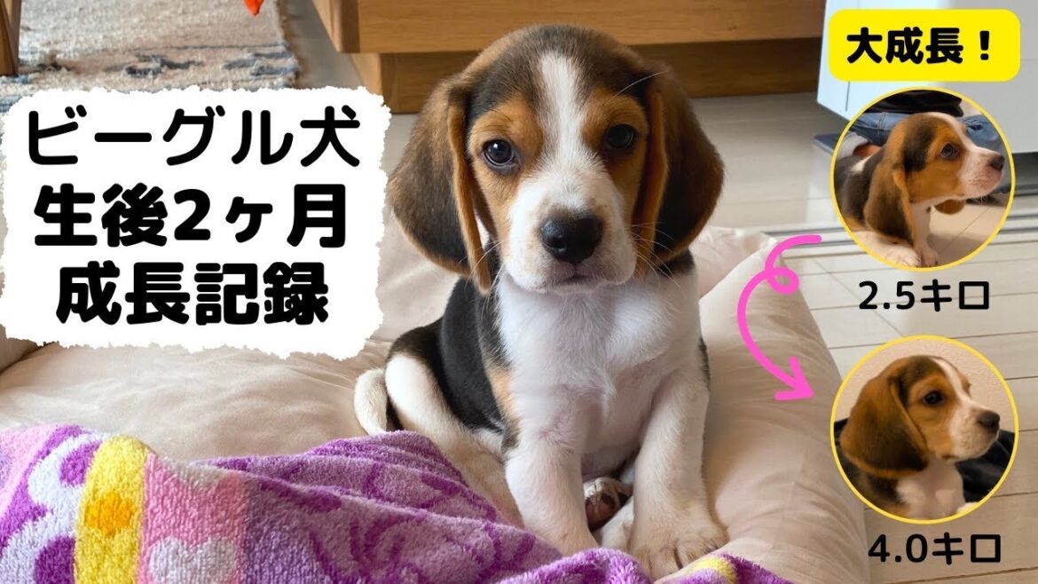 【生後2ヶ月 成長記録】ビーグル犬 お迎えから約1ヶ月でこんなに大きくなりました！| beagle growth record