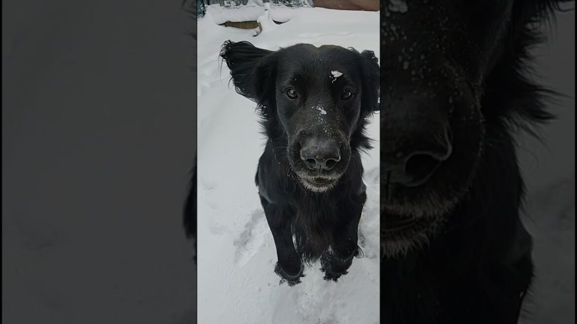 テンションMAX【フラットコーテッドレトリーバー#73】