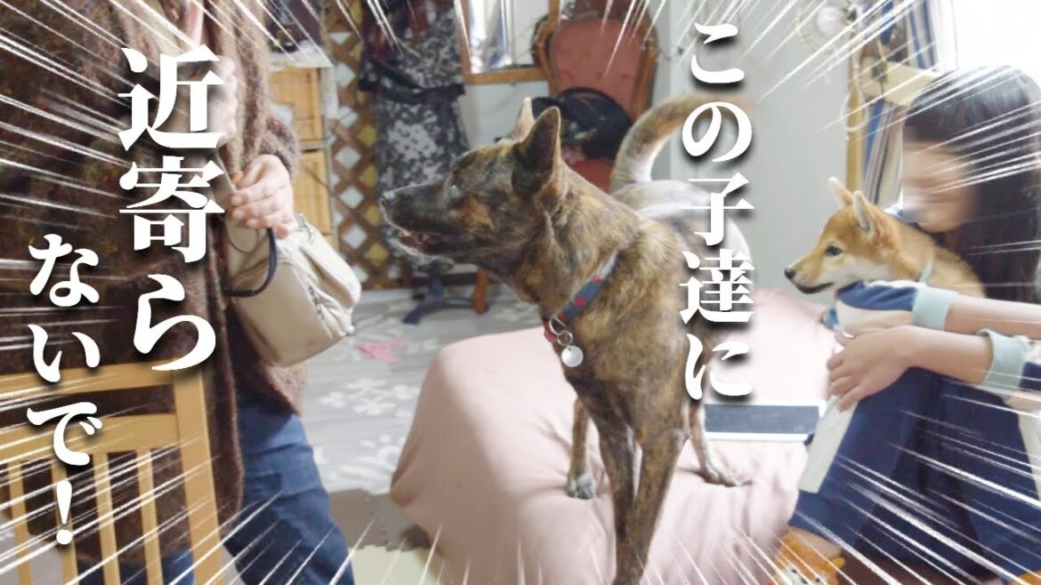 甲斐犬が柴犬の子犬をよそ者から守ってる姿に感動‼ #Shorts 甲斐犬が柴犬の子犬をよそ者から守ってる姿に感動‼ #Shorts
