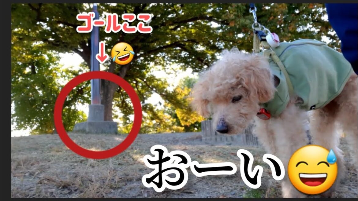 【山登り？】18歳トイプー・不思議な服の効果で頂上達成？！ の巻 old dog toy poodle 18years old