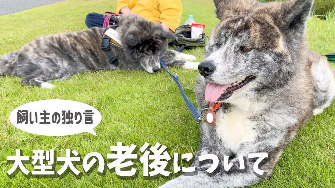 シニア期突入の秋田犬。老後の事を考える飼い主。【虎毛】【大型犬】【akita dog】 シニア期突入の秋田犬。老後の事を考える飼い主。【虎毛】【大型犬】【akita dog】