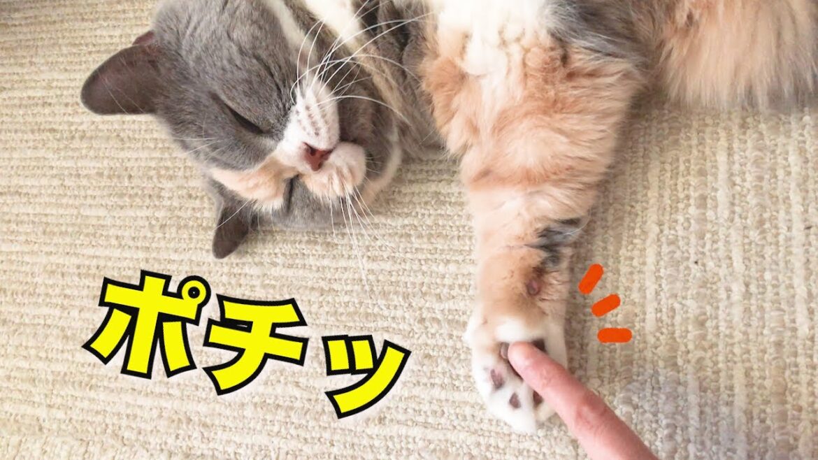 妹猫の入院中、ひたすらのんびりする猫｜セルカークレックス｜ブリティッシュショートヘア