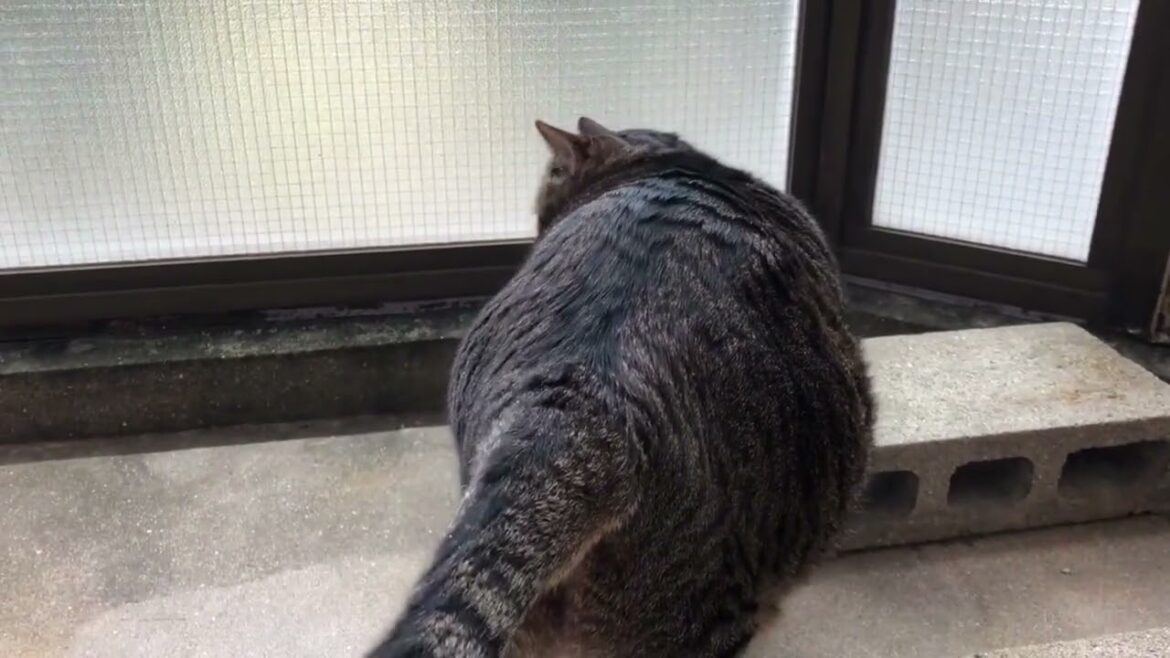 【ドッキリ】【日本猫のにゃらん】