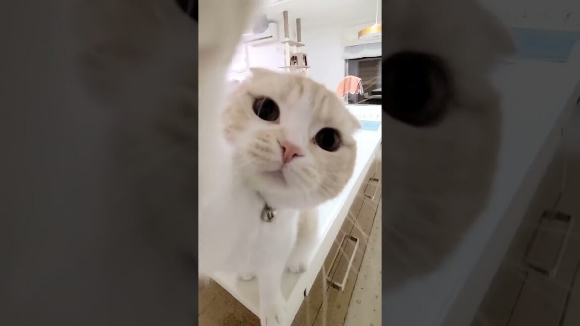 ご飯ってしゃべる猫！ #shorts