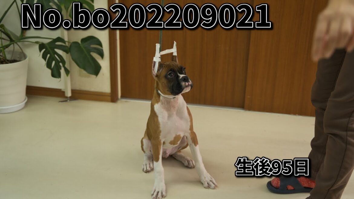 ボクサー犬の子犬販売 No.bo202209021 静岡県浜松市のブリーダー 2022年9月2日生 12月6日現在
