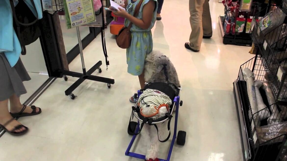 dog wheelchair『のせてポン』ワイヤーフォックステリア編