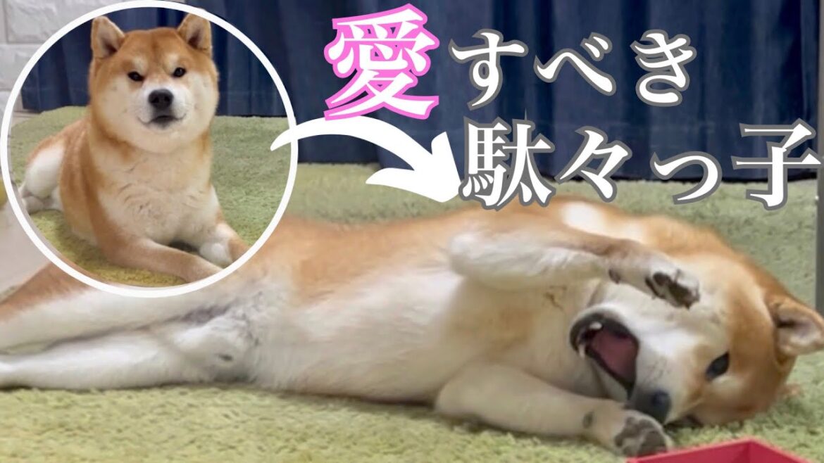 お菓子を片付けられ柴犬が駄々っ子に変身 お菓子を片付けられ柴犬が駄々っ子に変身