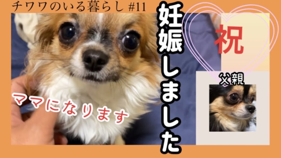 【祝】ロングコートチワワころんの妊娠報告！かわいい子犬が産まれること間違いなし！【チワワのいる暮らし #11】