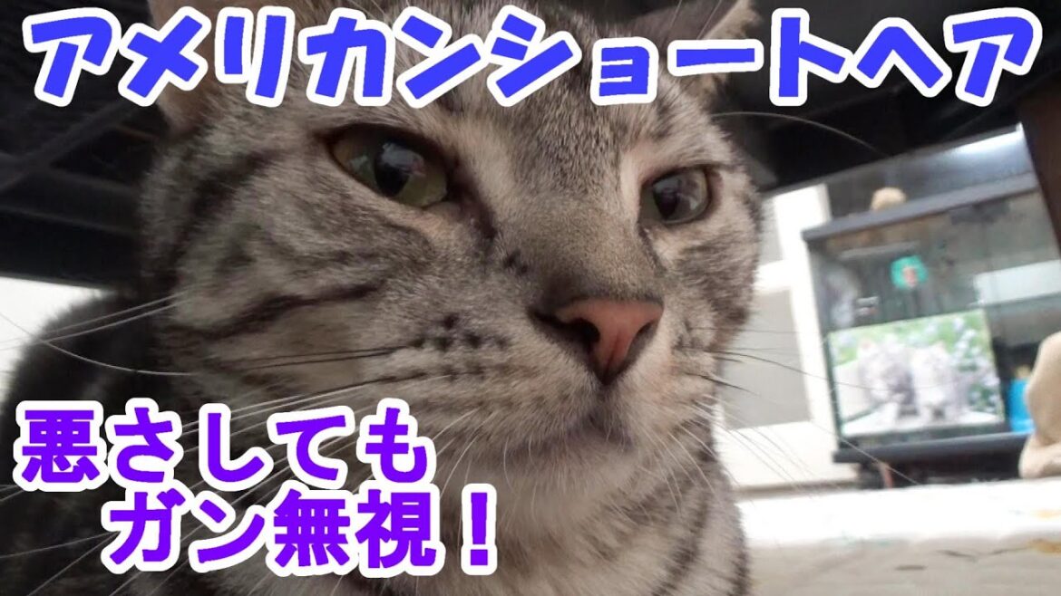 悪さしてもガン無視 (アメリカンショートヘア) 悪さしてもガン無視 (アメリカンショートヘア)