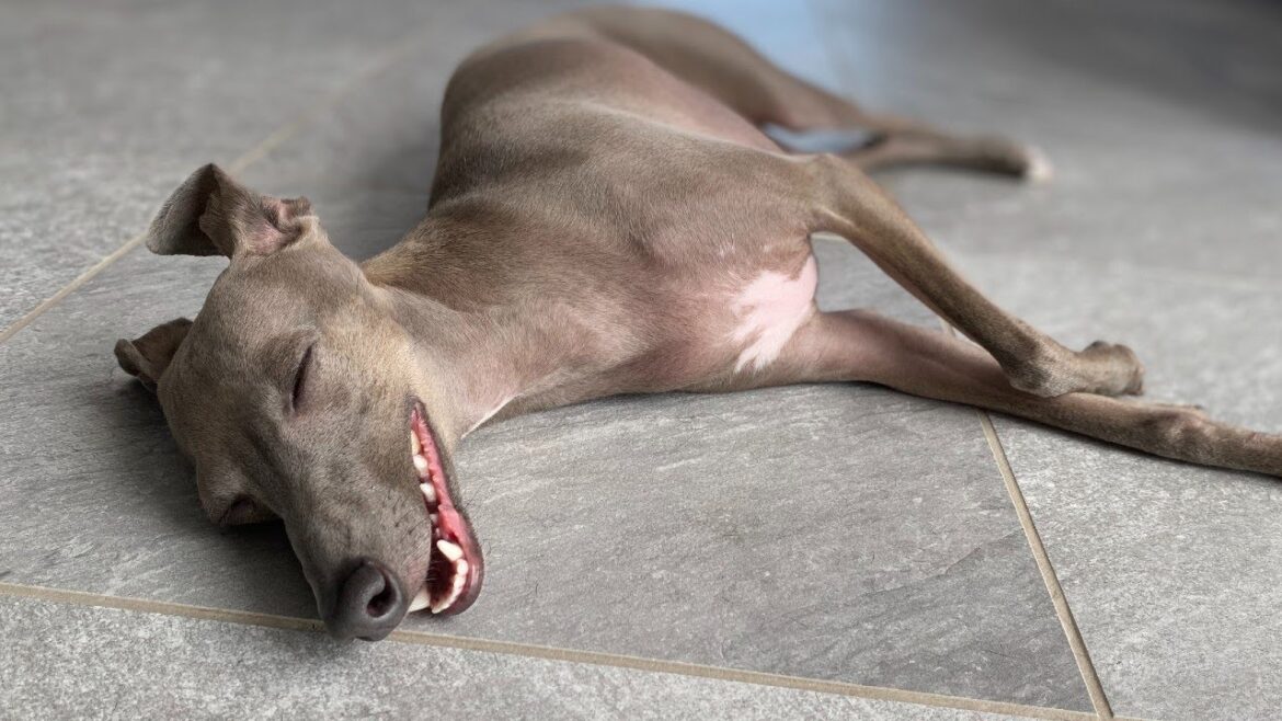 やっぱり世界一だらしない犬【イタリアングレーハウンド】