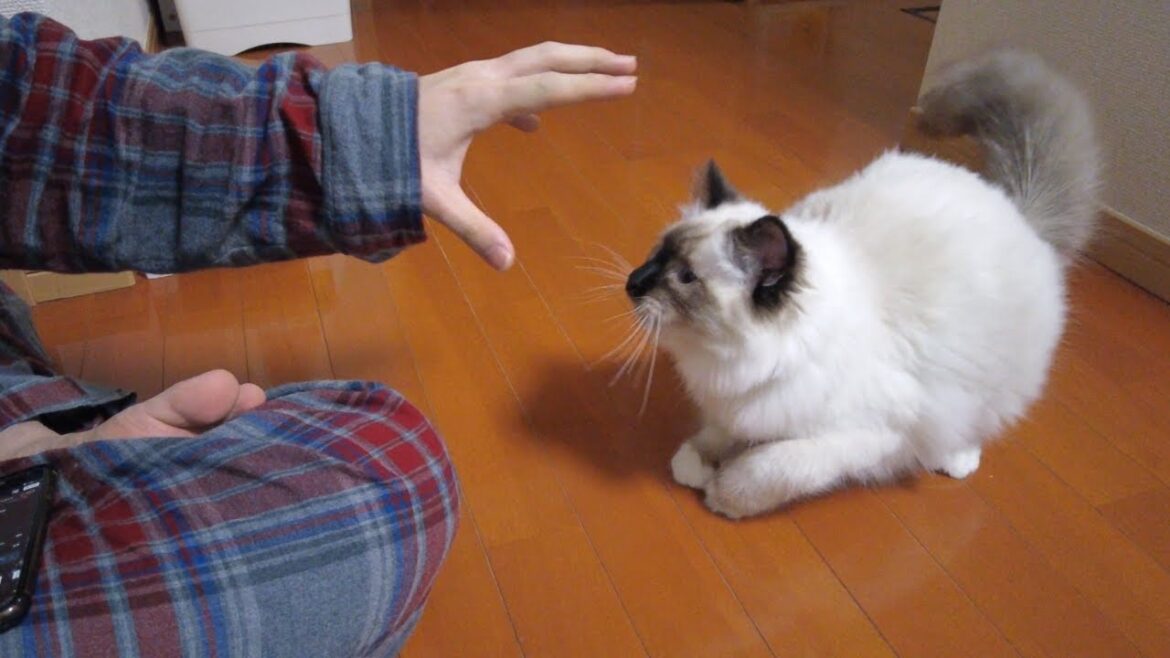 子猫が飼い主とマジで戦う5秒前【バーマン】