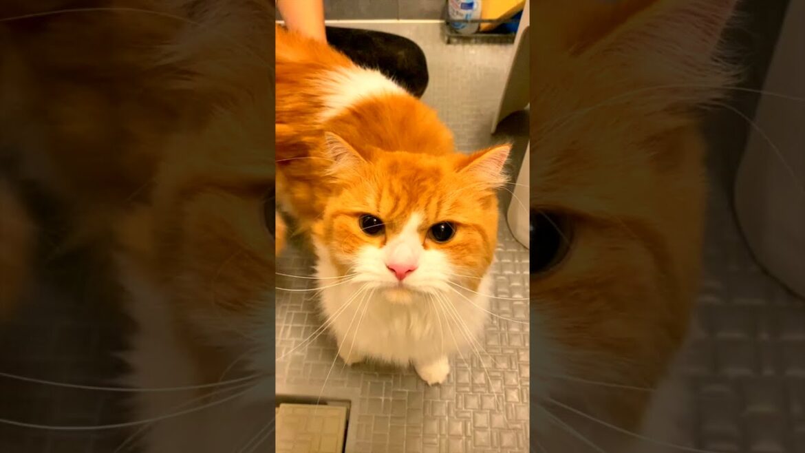 猫のファーミネーターブラッシングで抜け毛ゴッソリ！［スコティッシュフォールド］ / CuteCat #Shorts​