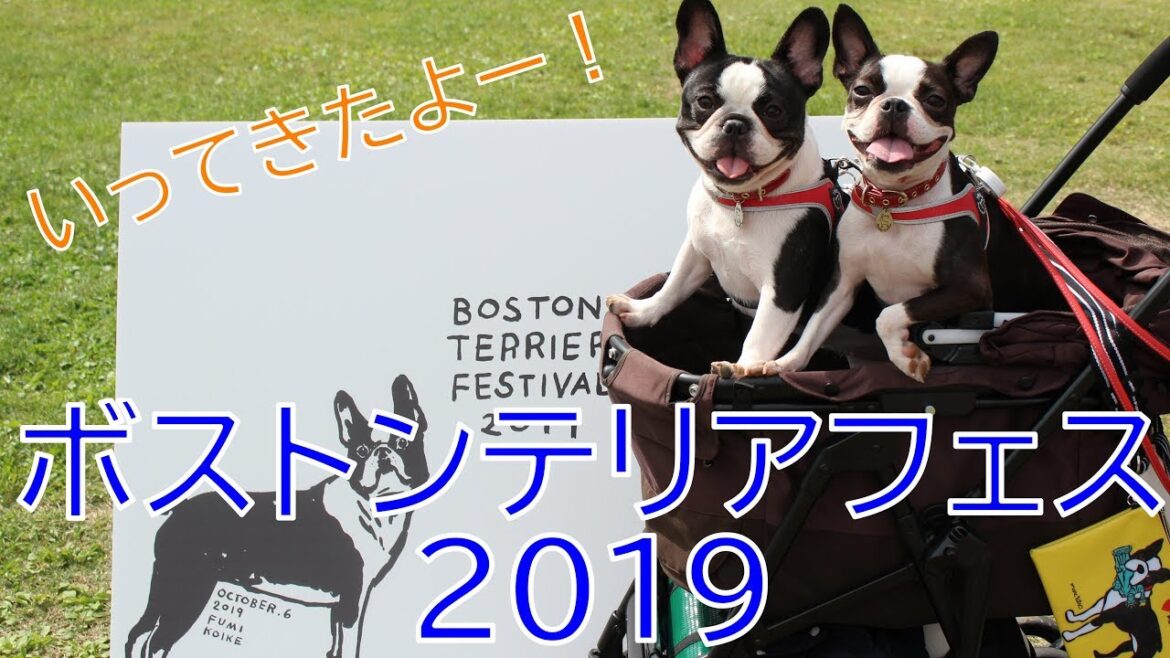 ボストンテリアフェスティバル2019 Boston Terrier Festival in 山中湖 交流プラザ きらら