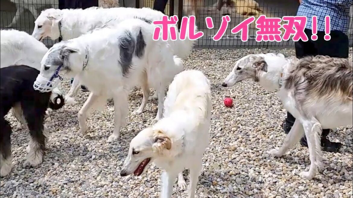 大型犬 のオフ会 ボルゾイ大集合!! 大型犬 のオフ会 ボルゾイ大集合!!