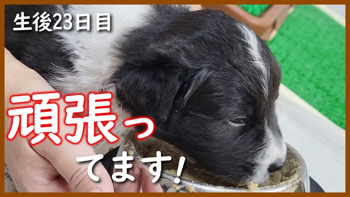 【子犬の成長】お口を汚して頑張る生後23日の子犬たちの姿に感動します！【ボーダーコリー】