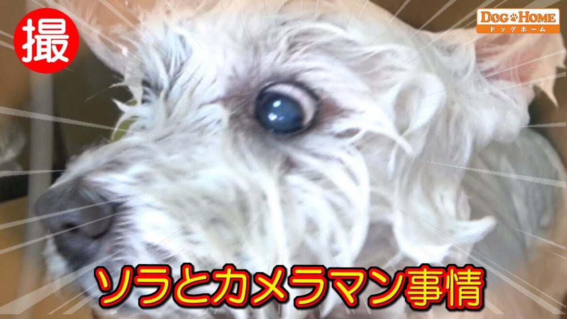 おしゃべりトリマー：【ウエスト・ハイランド・ホワイトテリア】飼い主さんの気になるところなど、会話しつつシャンプー【ソラちゃんのシャンプー編】୧∵トリミング サロン DOG HOME ドッグホーム∵୨