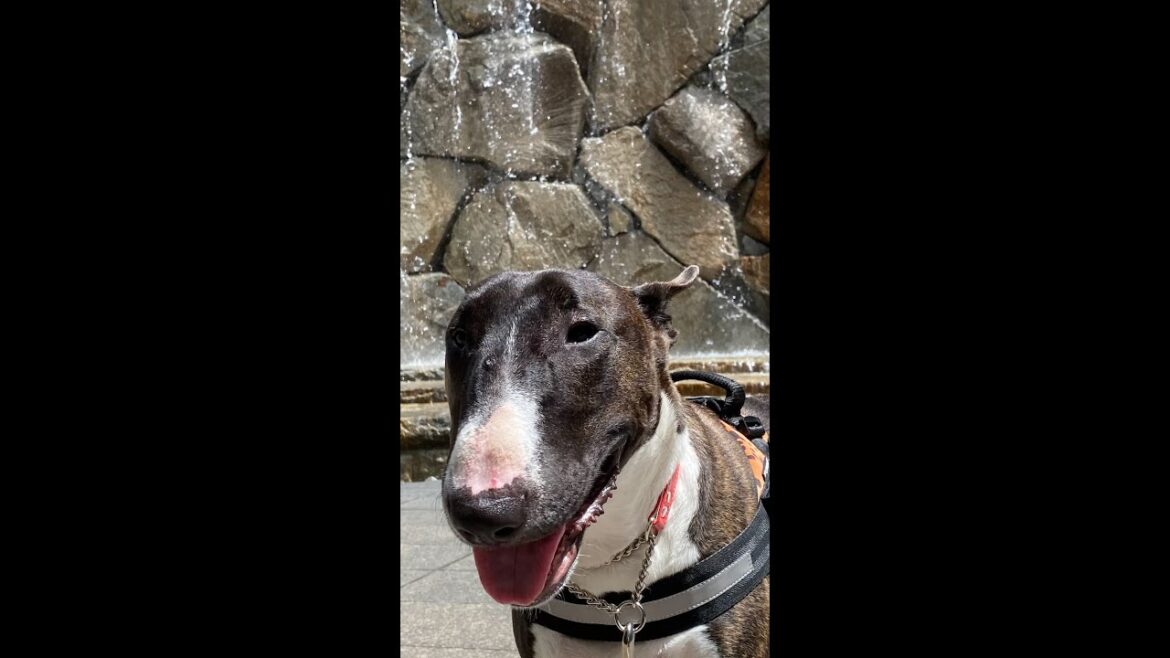 【犬のブルテリア】たま　用賀の滝に癒される #shorts