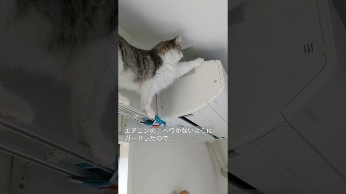 高いところから猫が落ちた‼【ノルウェージャンフォレストキャット】#Shorts 高いところから猫が落ちた‼【ノルウェージャンフォレストキャット】#Shorts