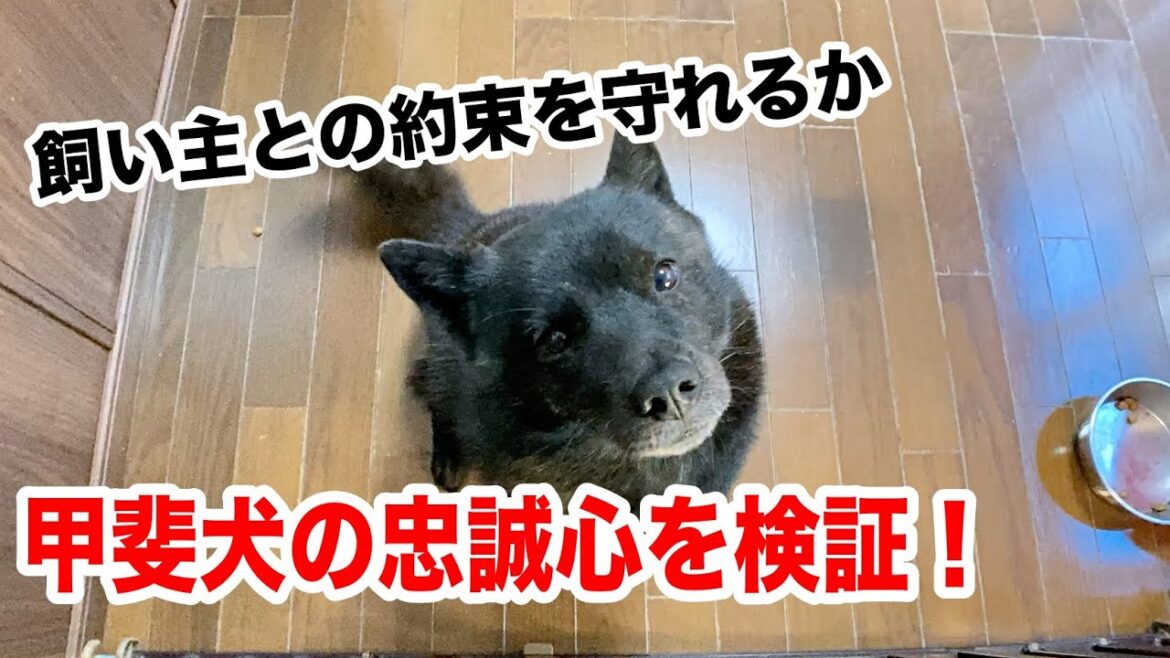 甲斐犬って本当に忠誠心があるの？検証しました