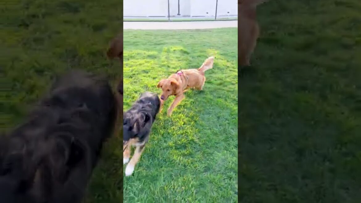 初恋！？　オーストラリアンシェパードのDio君を追い回すゴールデンレトリバーの子犬ジャスミン　GOLDEN RETRIEVER JASMINE #shorts