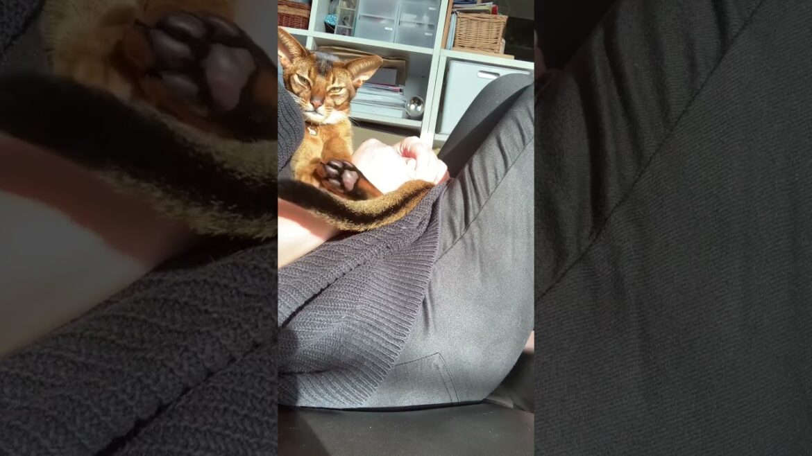 昼下がりのアビシニアン　#shorts  #猫ある暮らし　#やっぱり猫が好き  #多頭飼い　#アビシニアン
