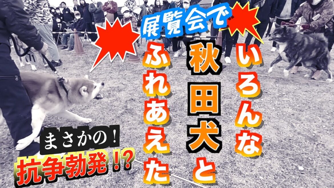 秋田犬の展覧会でいろんな子に出会えました❗️🐕一触即発??な場面もありちょっと怖かったです,,,【秋田犬保存会】 秋田犬の展覧会でいろんな子に出会えました❗️🐕一触即発??な場面もありちょっと怖かったです,,,【秋田犬保存会】