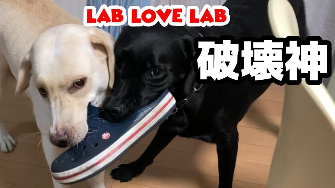 手に負えない破壊神 ラブラドールレトリバー 手に負えない破壊神 ラブラドールレトリバー