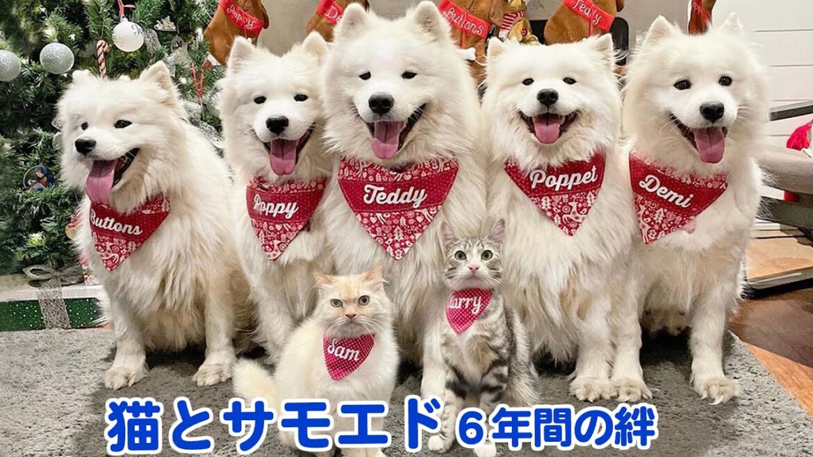 サモエドと猫の大家族！６年間の出会いと別れ、モフモフな絆のストーリー♡