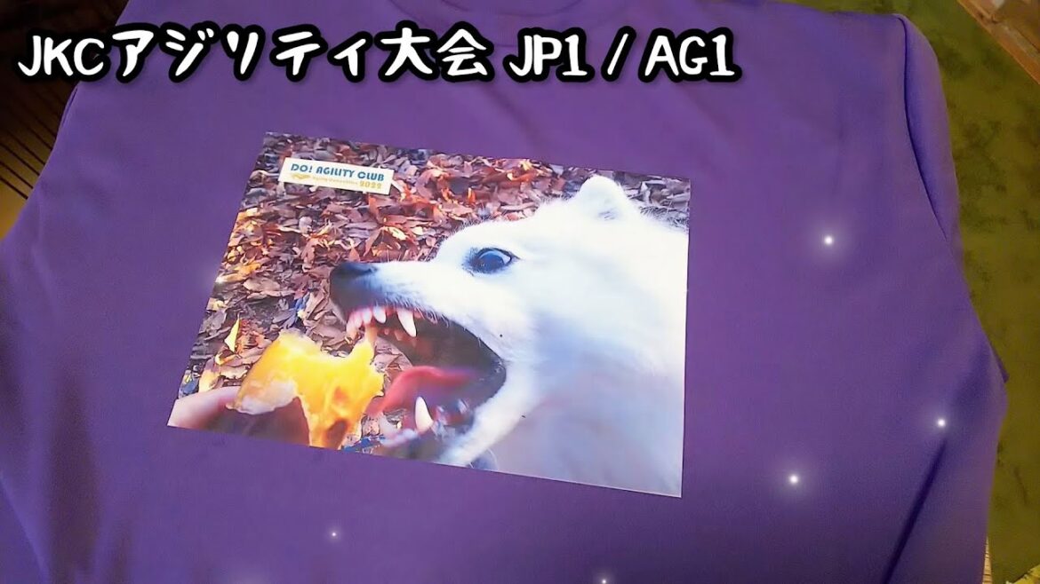 【JKCアジリティ大会】1度デビューだよ!【日本スピッツ☆もち】 【JKCアジリティ大会】1度デビューだよ!【日本スピッツ☆もち】