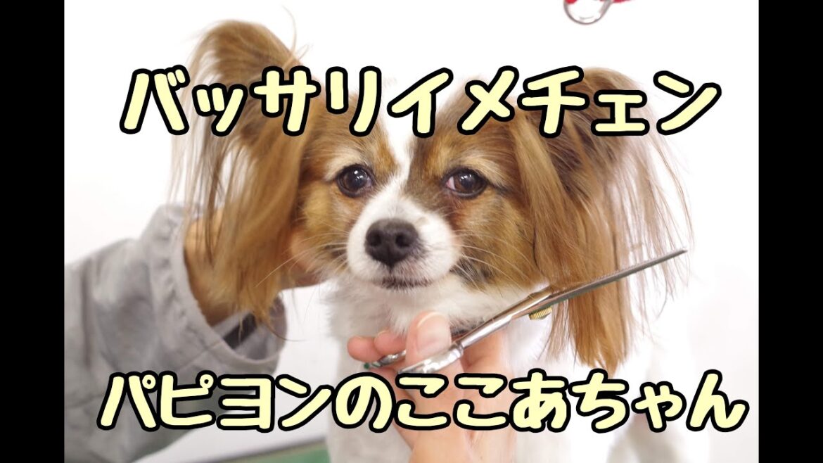 パピヨンのここあちゃんお耳の毛をばっさりきってイメチェンしたよ【ドッグサロン  八女 広川 福岡 トリミング  久留米 筑後 doggrooming】
