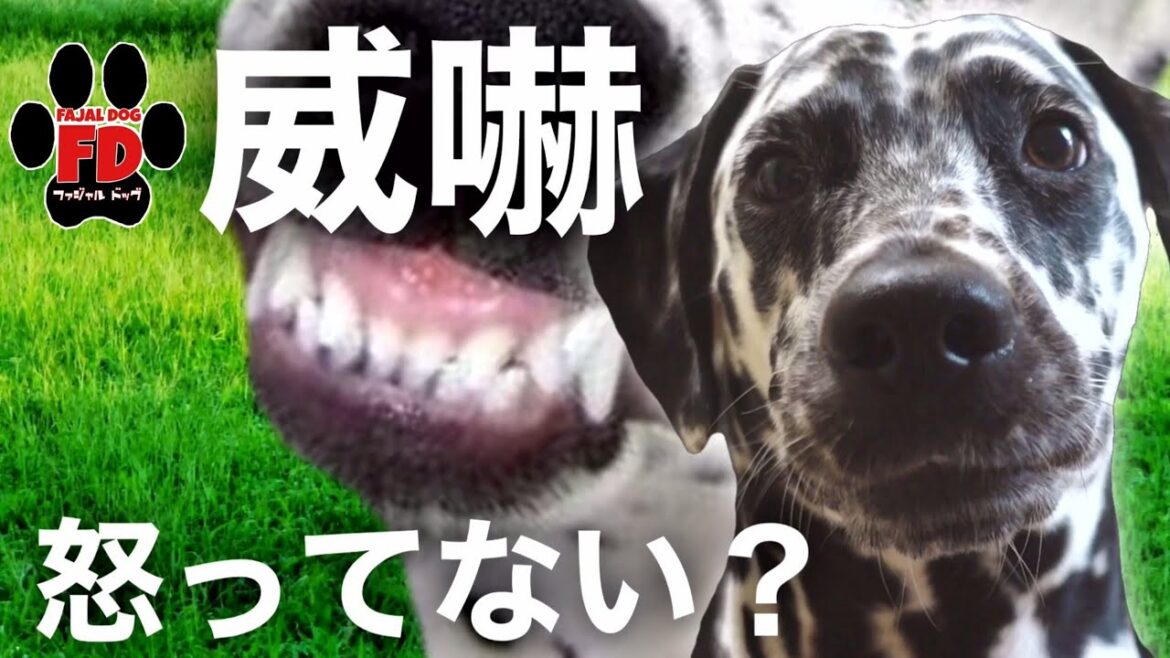 ダルメシアン スマイル！？何それ！？他に新事実