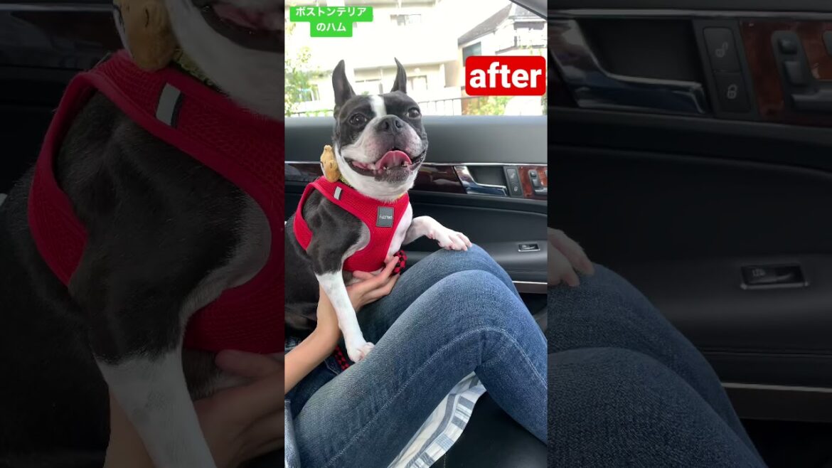 【BeforeAfter】ボストンテリアをトリミングにつれていってみた #shorts 【BeforeAfter】ボストンテリアをトリミングにつれていってみた #shorts
