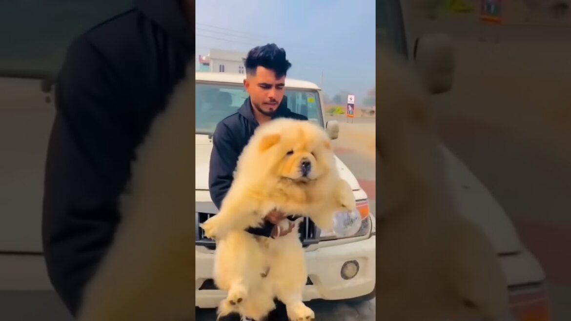 世界で最も健康的なチャウチャウ🐕❤️ #shorts
