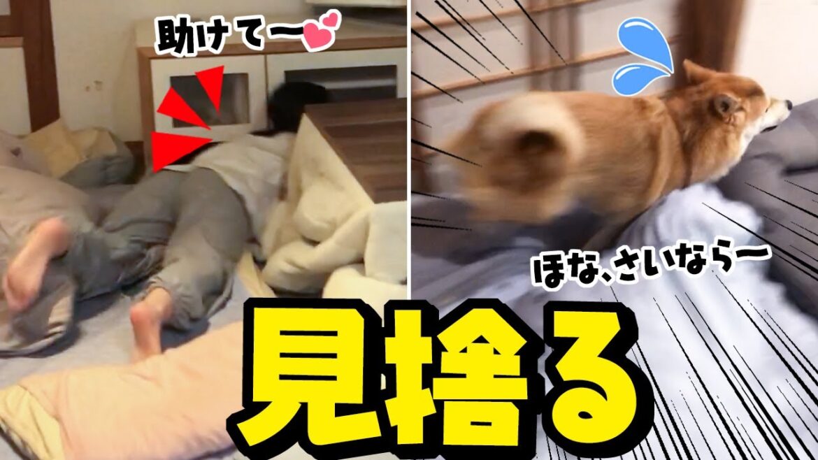 助けを求める娘を見捨てる柴犬姉妹 助けを求める娘を見捨てる柴犬姉妹