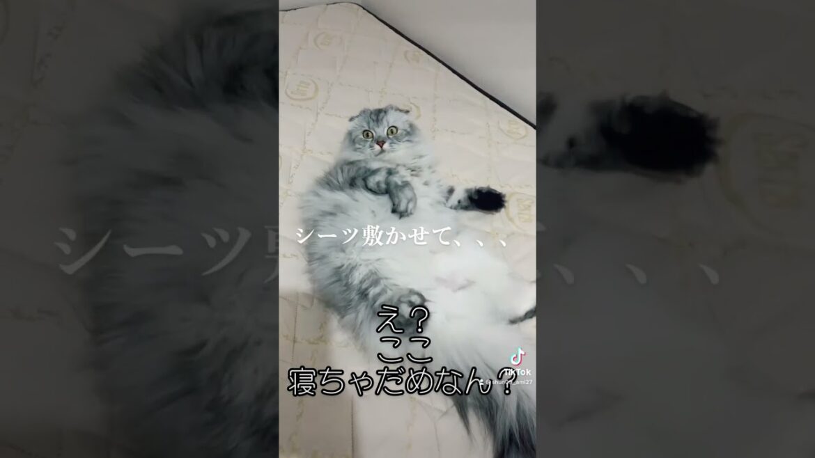 きょうの猫氏 #shorts #猫動画 #スコティッシュフォールド #猫 #猫氏