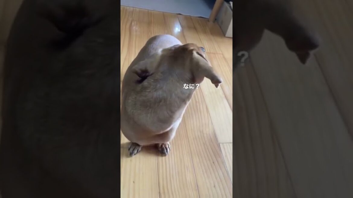 上目遣いで見つめ続ける犬が可愛すぎる。#shorts #ダックスフンド #スムース