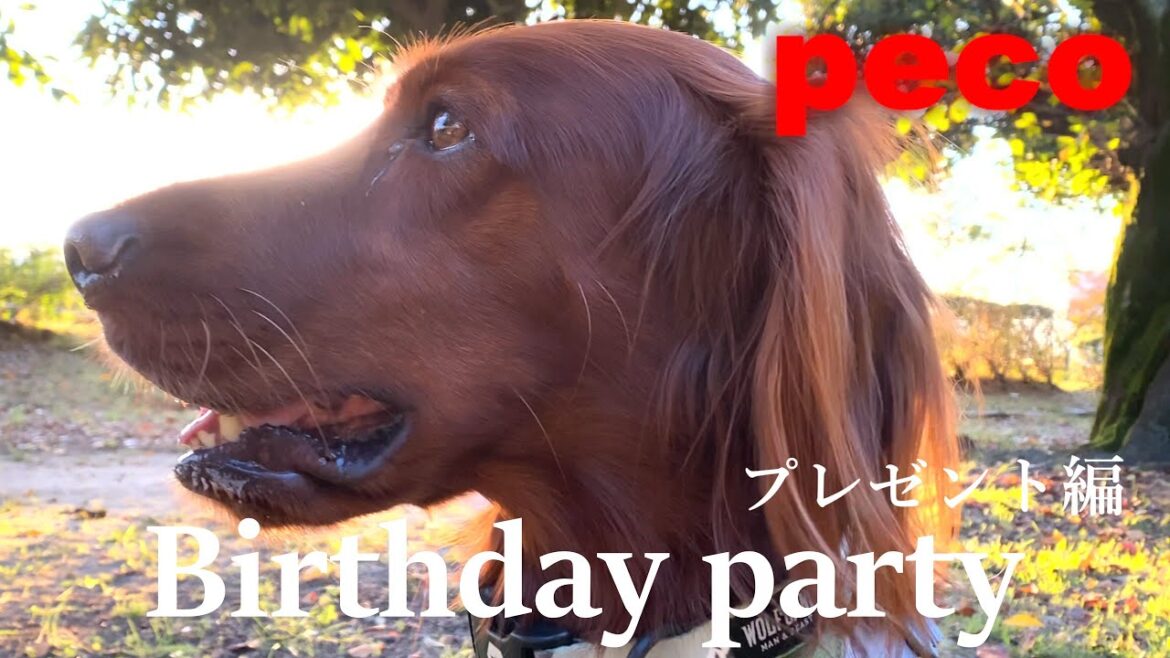 バースデイパーティー［プレゼント編］（peco　Birthday party  -Present  version-）  アイリッシュセター（アイリッシュセッター） Irish Setter