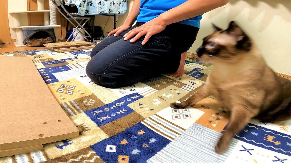 ピンポンが鳴り人が来てびっくりした時のシャム猫🐺