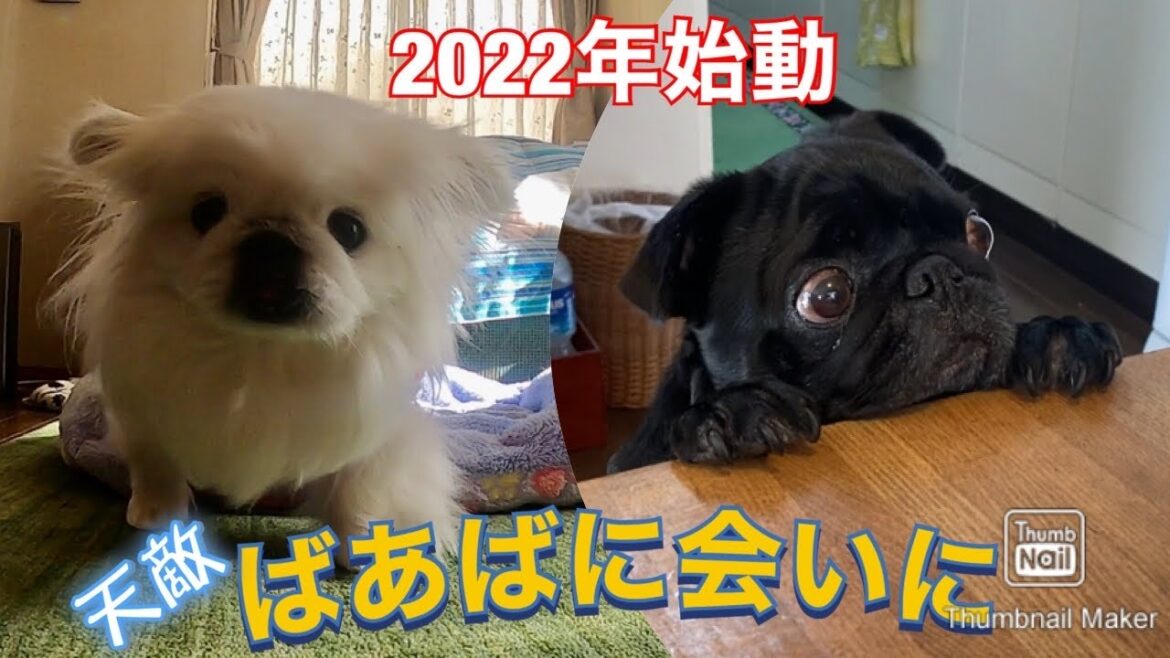【ペキニーズ】梅子&【パグ】もずくの天敵「ばあば」に会いに行ってきたぞ!! はなぺちゃ家の年末年始! 【ペキニーズ】梅子&【パグ】もずくの天敵「ばあば」に会いに行ってきたぞ!! はなぺちゃ家の年末年始!