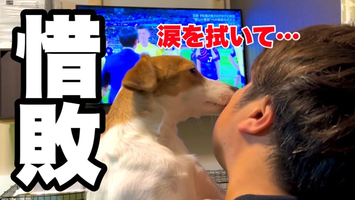 【終幕】悔しさで涙する飼い主をなぐさめる［しゃべる犬 ジャックラッセルテリア］