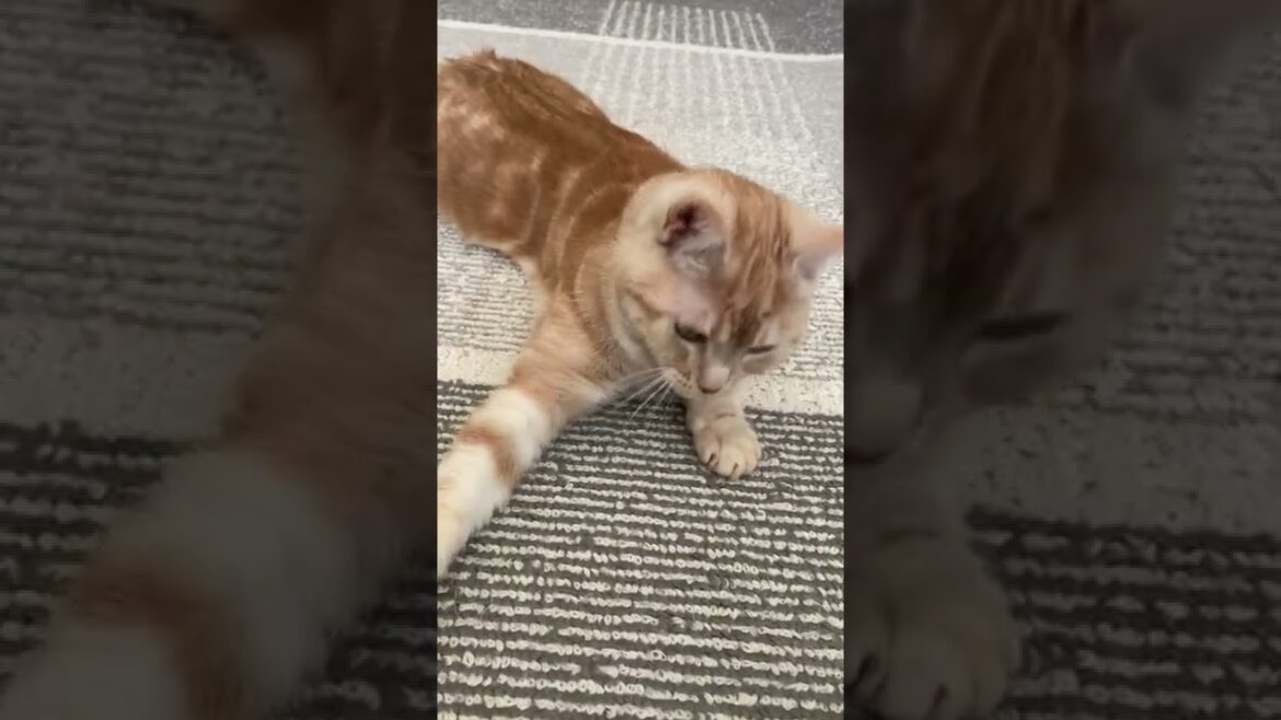 【スコティッシュフォールド]   　 タイミングがワンテンポ遅い猫  #shorts