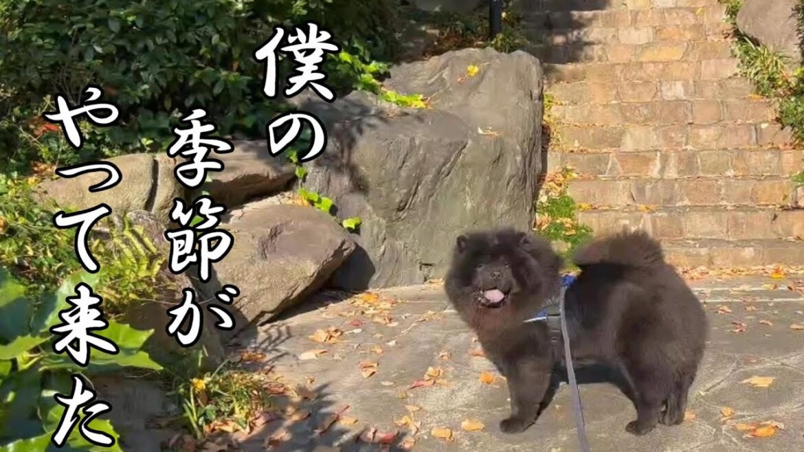 チャウチャウが褒められて意気揚々ですWWW