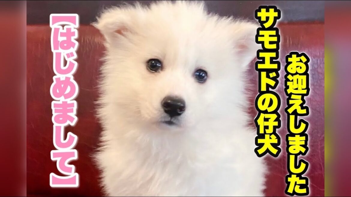 サモエドの子犬お迎えしました！ミラクル