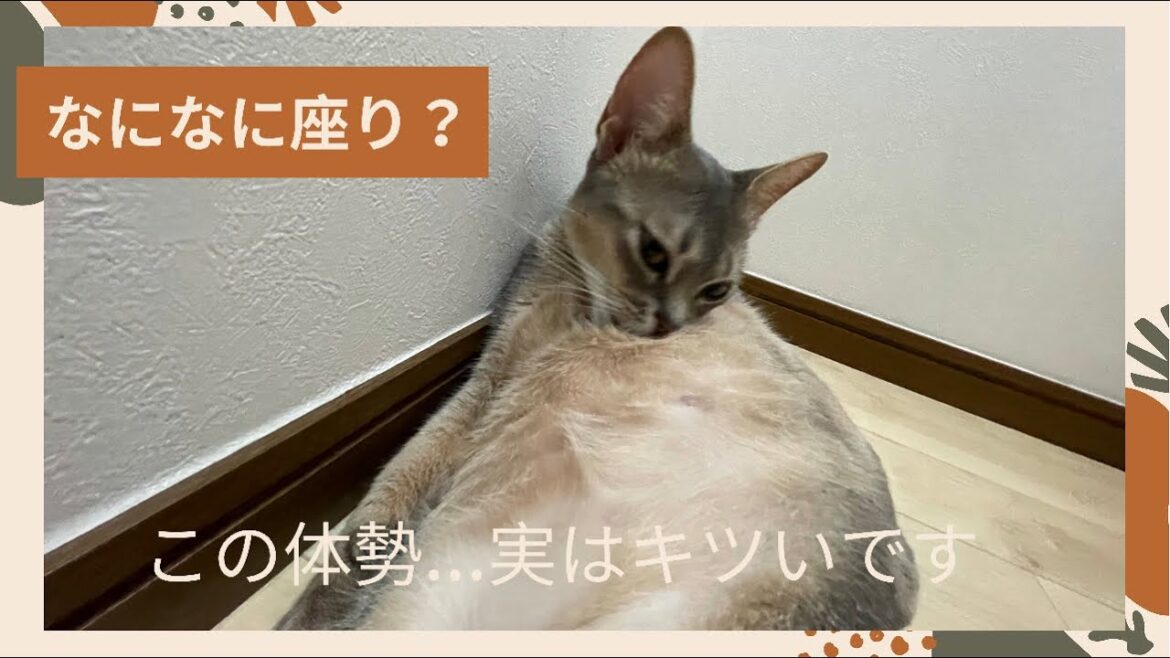 【スコ座り】ズボラ猫のルーティン(ベンガル猫とアビシニアン)Aunt Sitting Cat #shorts 【スコ座り】ズボラ猫のルーティン(ベンガル猫とアビシニアン)Aunt Sitting Cat #shorts