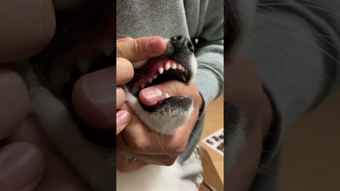 乳歯が全て取れました【日本スピッツじゃむの犬歯】