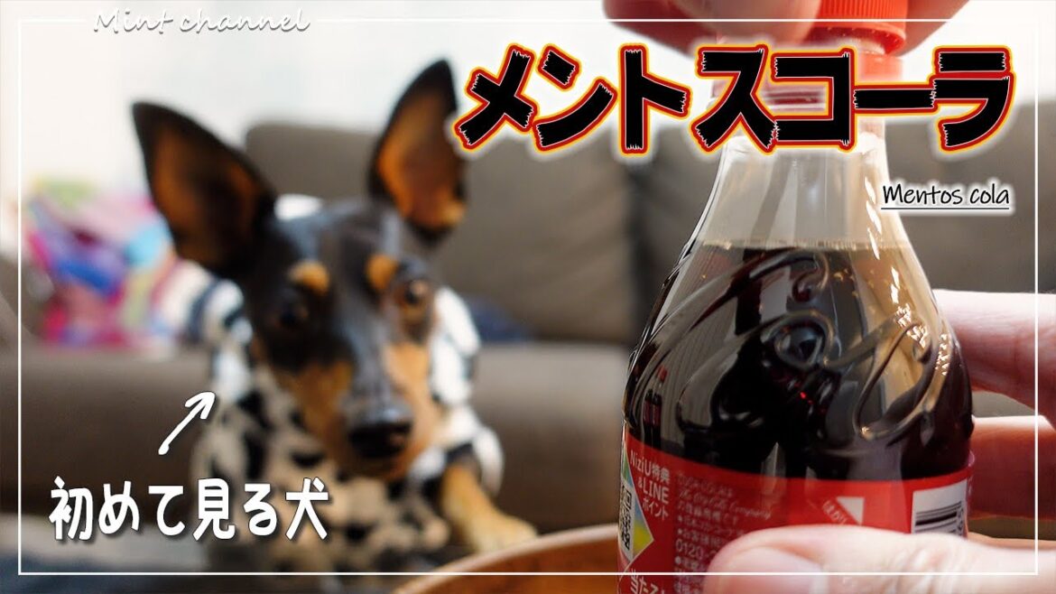 犬が初めてメントスコーラを見たらｗｗ【ミニチュアピンシャー】【ミニピン】【Dog】